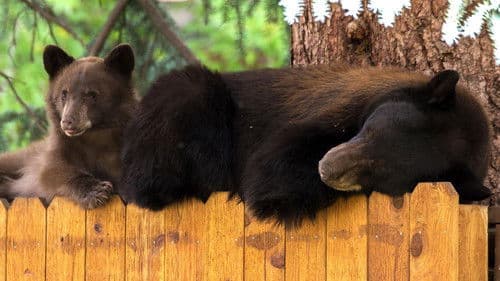 Cities: Nature's New Wild Bild 8