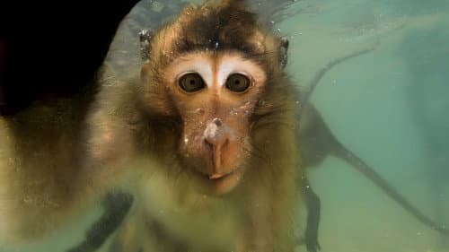 Affen in Thailand - Von wegen wasserscheu! Bild 1