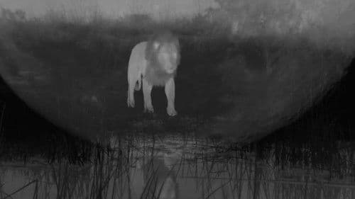 Birth of a Pride Bild 2