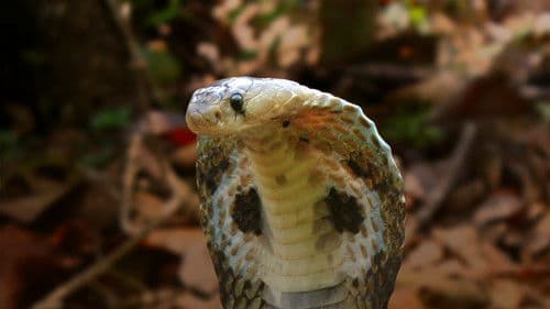 Secrets of the King Cobra Bild 5