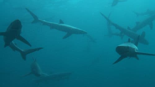 Britain's Whales and Sharks Bild 1