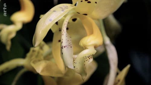 Die erstaunlichen Fähigkeiten der Pflanzen Bild 1