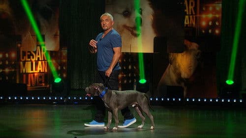 Cesar Millan: Viva Las Vegas! Bild 4