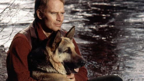 Ruf der Wildnis Bild 2