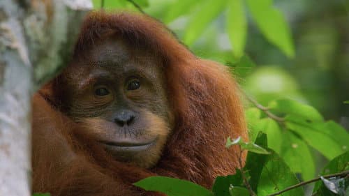 Orangutan Bild 4