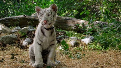 Toby's Big Adventure Bild 1