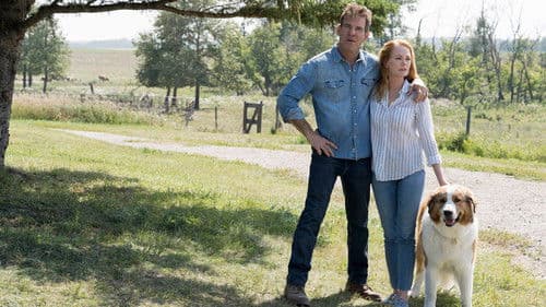 Bailey - Ein Hund kehrt zurück Bild 6