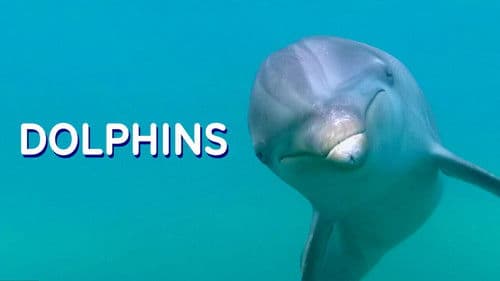 Dolphins Bild 2
