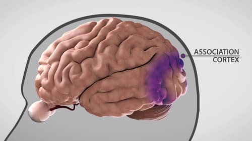 Unraveling The Creative Mind Bild 1