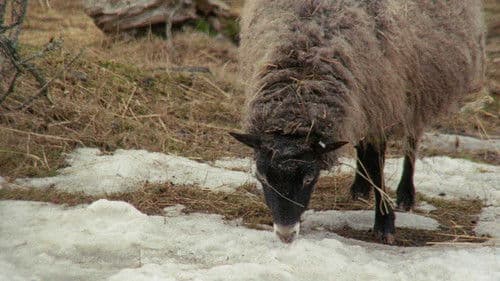 Fårödokument 1970 Bild 6