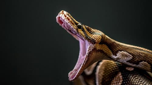 Man-Eating Super Snake Bild 1