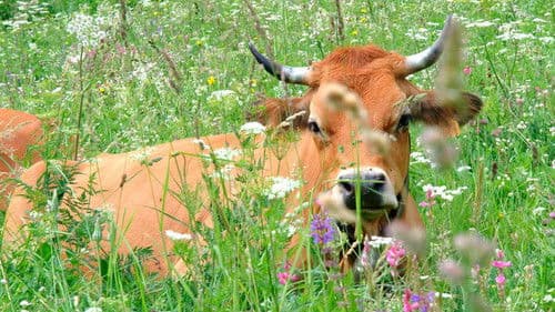 Au bonheur des vaches Bild 1