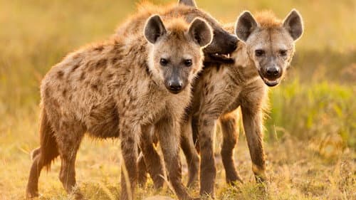 Hyena Coast Bild 1
