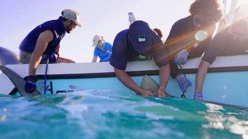 Sharks of the Bermuda Triangle Bild 2