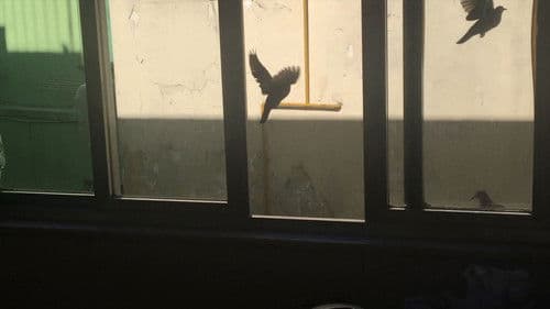 O Dia da Posse Bild 2