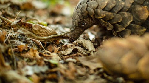 Gorongosa: Paradise Reborn Bild 3