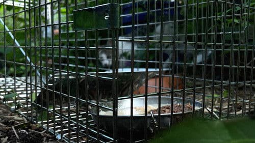 New York Cat Crisis Bild 3