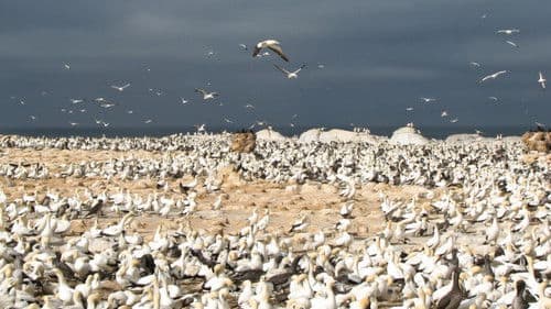 Gannets: The Wrong Side of the Run Bild 4