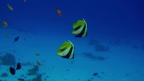 Fantastische Ozeane 3D Bild 2