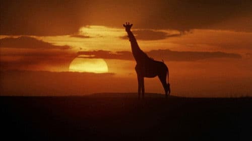 Abenteuer in Kenia Bild 3