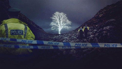 The Sycamore Gap Mystery Bild 1