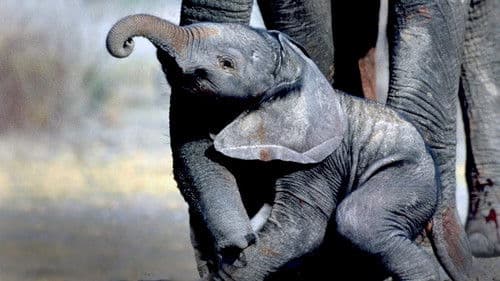 Whispers: Ein Elefantenmärchen Bild 4