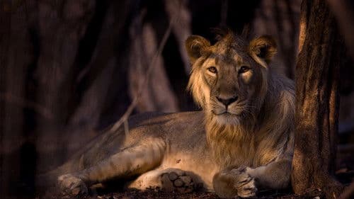 Secrets of Wild India Bild 1