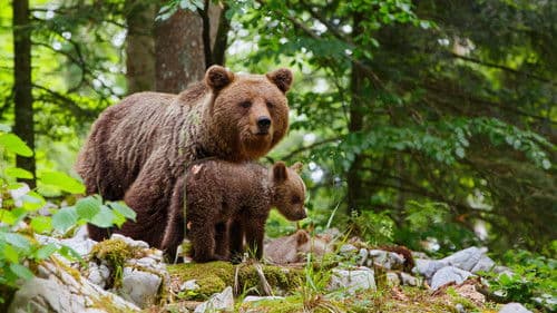 Wildes Slowenien Bild 1