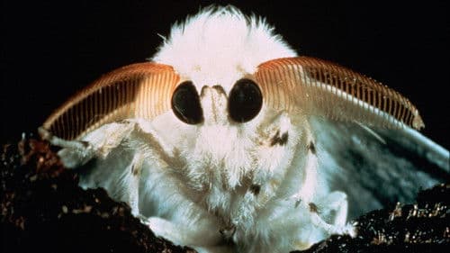 Mikrokosmos - Das Volk der Gräser Bild 4