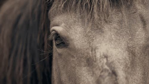 Aus Liebe zum Mustang Bild 5