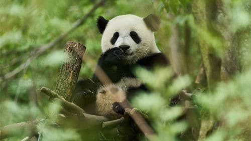 Moon, der Panda Bild 4