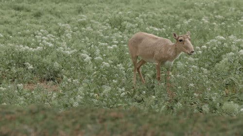 Заповідник Асканія Bild 4