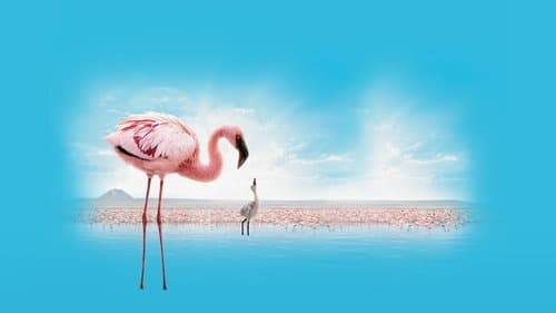 Auf purpurnen Schwingen: Das Geheimnis der Flamingos Bild 3