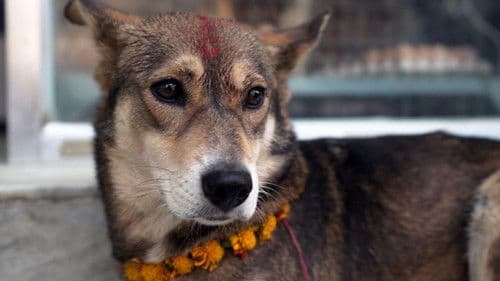 We Don't Deserve Dogs Bild 4