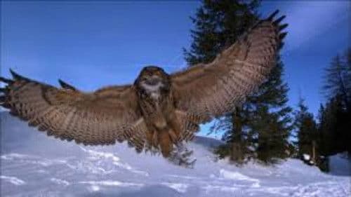 Der Flug der Eule Bild 1