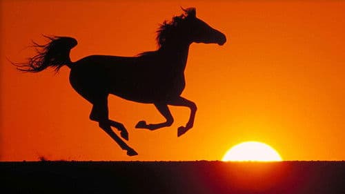 Der schwarze Hengst - Wie alles begann... Bild 5