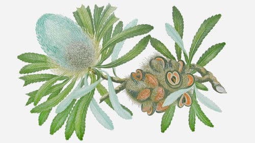 The Lost World of Joseph Banks Bild 4