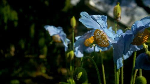 As The Garden Grows Bild 3