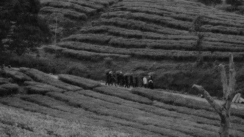 Last Voice for Lost Light Bild 1