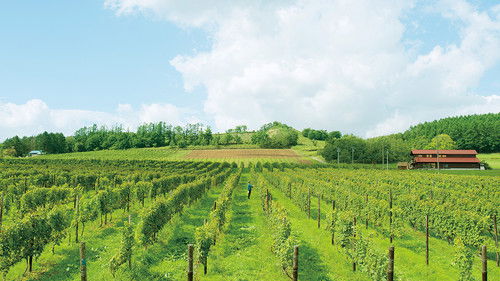 ぶどうのなみだ Bild 1