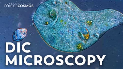 Journey to the Microcosmos Bild 4