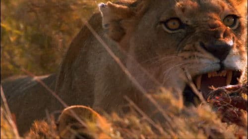 Das perfekte Löwen-Rudel Bild 1