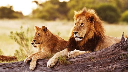 Wildes Botswana Bild 3