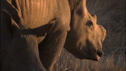 Rhino Rescue Bild 1