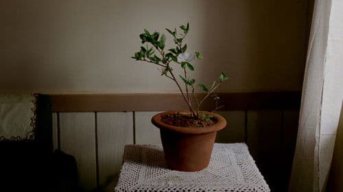 दोपहर के बादल Bild 4