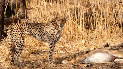 Serengeti Speed Queen Bild 6