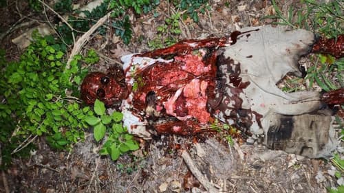 Lights Over Montgomery County Bild 1