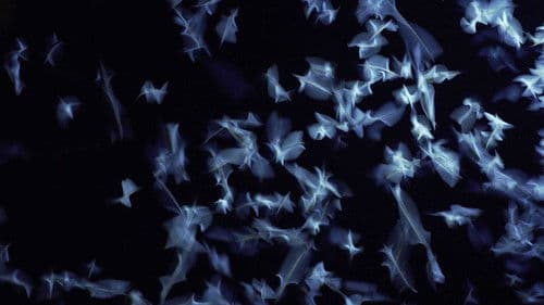 A dunavirág mentőakció Bild 1