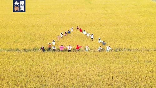 田野里的歌声 Bild 1