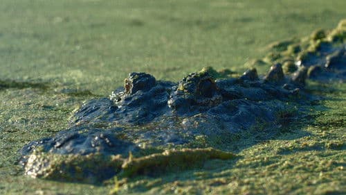 Lake Jesup: Bonecrusher's Revenge Bild 3